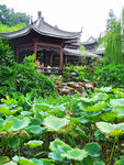 可园风景 广东四大名园