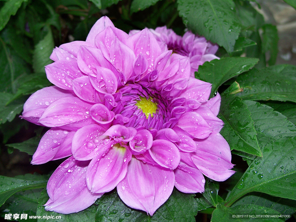 紫红色的花 花海 花园 浪漫