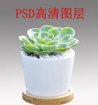 多肉