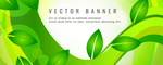 树叶banner