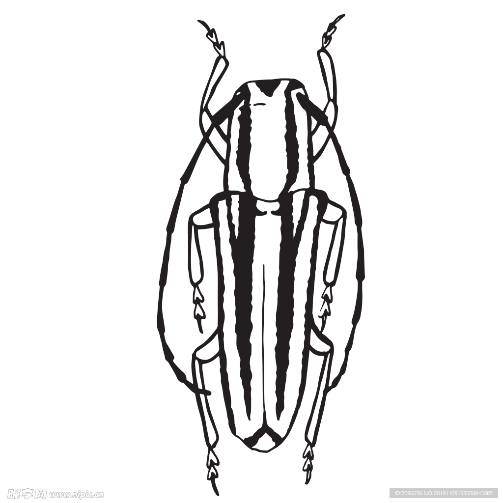甲壳昆虫
