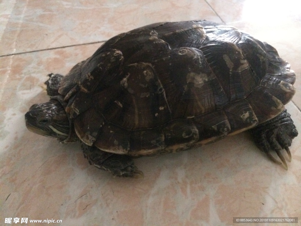 乌龟