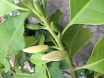 含苞待放
