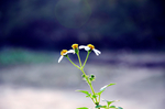野菊花