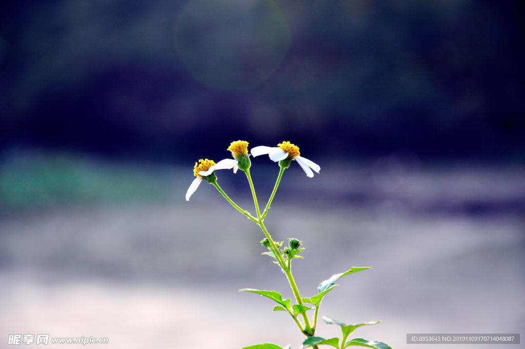 野菊花