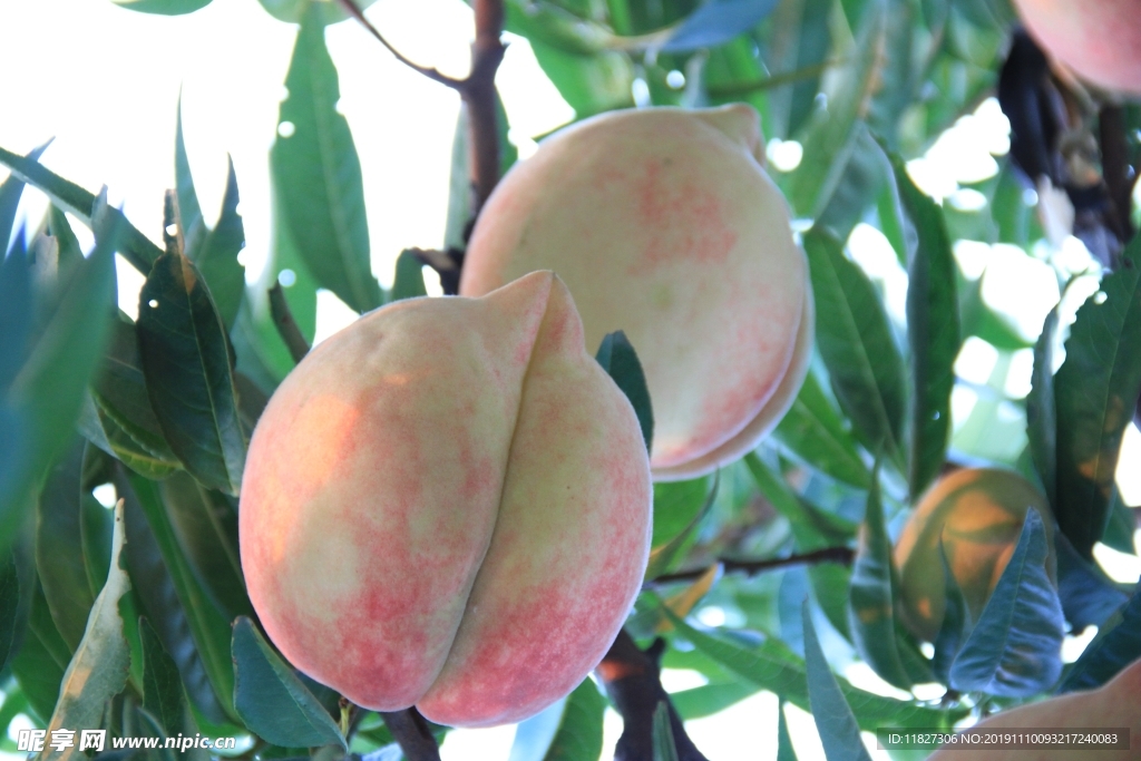 蜜桃