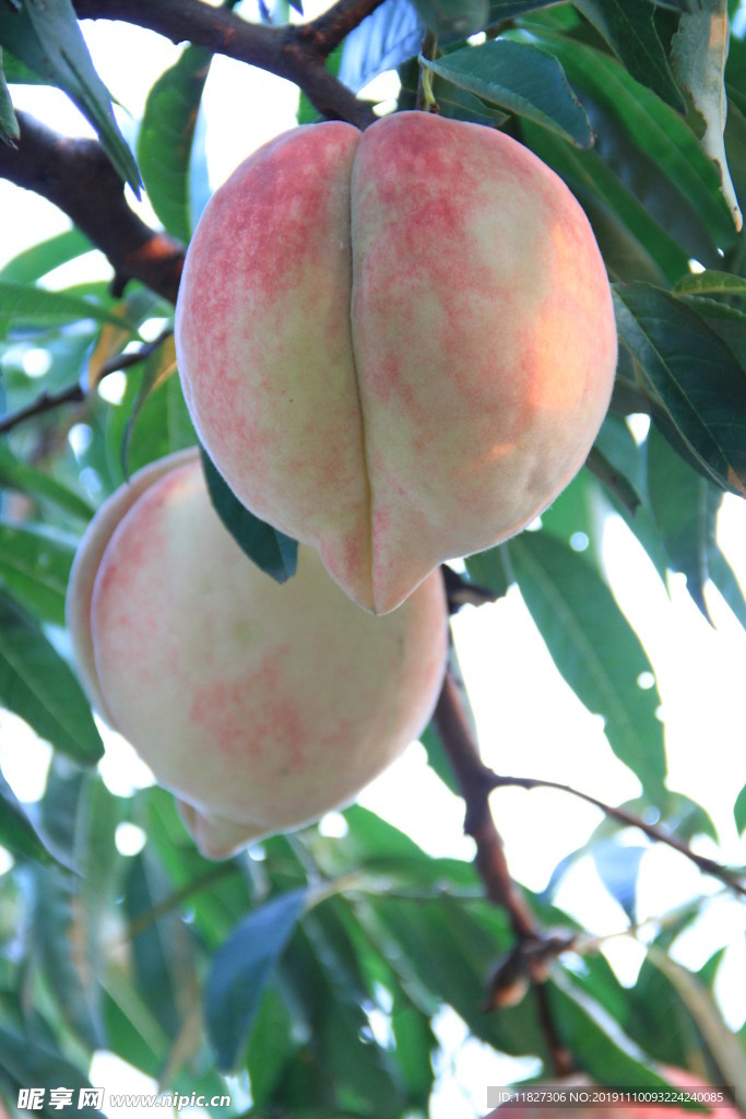 蜜桃