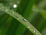 绿色树叶树枝植物背景