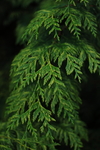 绿色树叶树枝植物背景