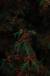 绿色树叶树枝植物背景