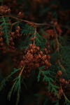 绿色树叶树枝植物背景
