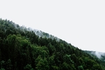 森林树木风景云雾背景