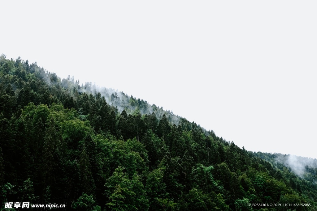森林树木风景云雾背景
