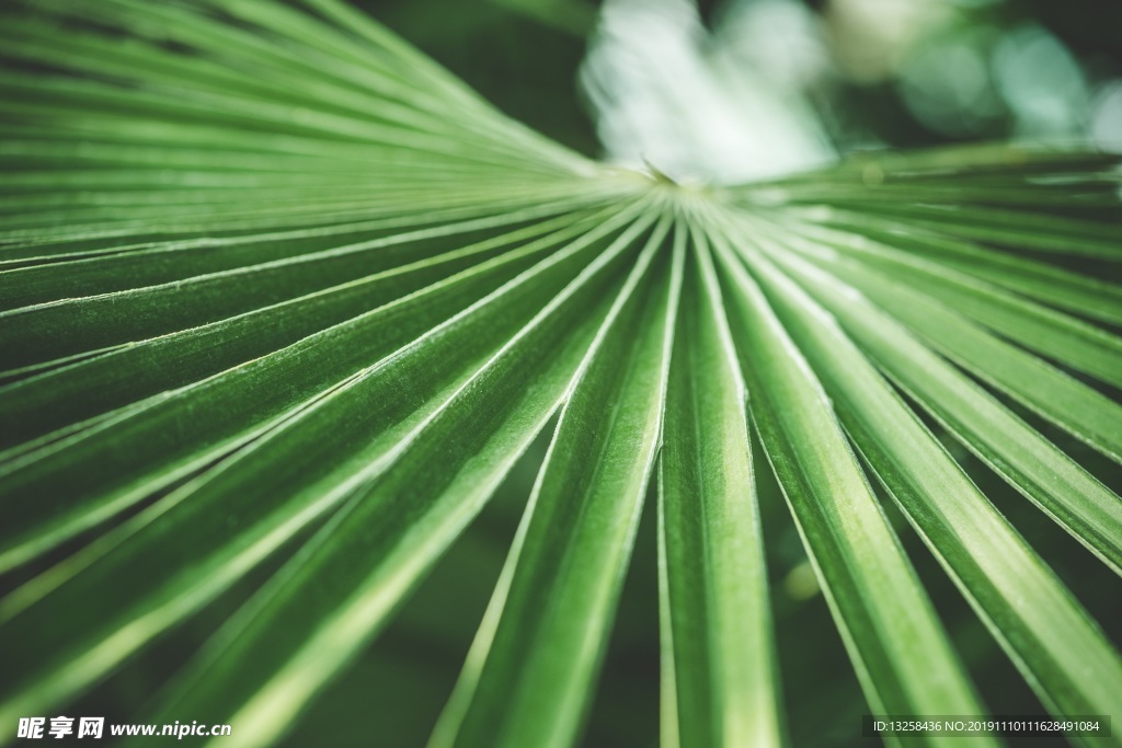 绿色树叶植物叶片背景