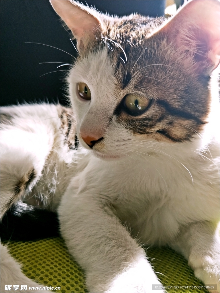萌猫