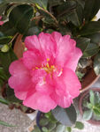 山茶花