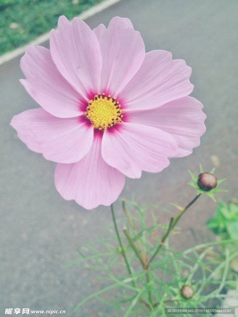 波斯菊 格桑花 清新 粉色 花