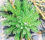 狐尾藻 植物 绿色 露水 清新