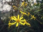 九里光 小黄花 野花 植物