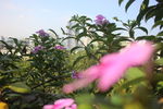 花丛中