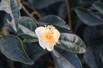 茶花
