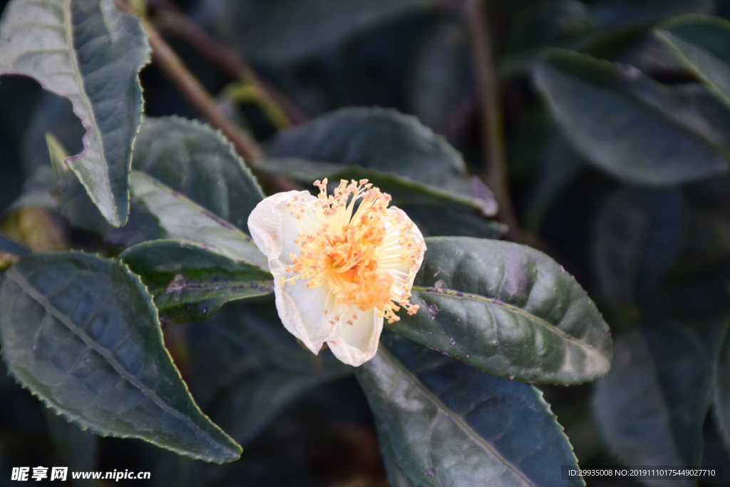 茶花