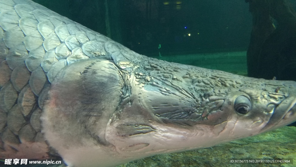 巨骨舌鱼头
