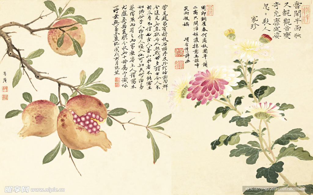 石榴菊花