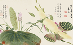 荷花