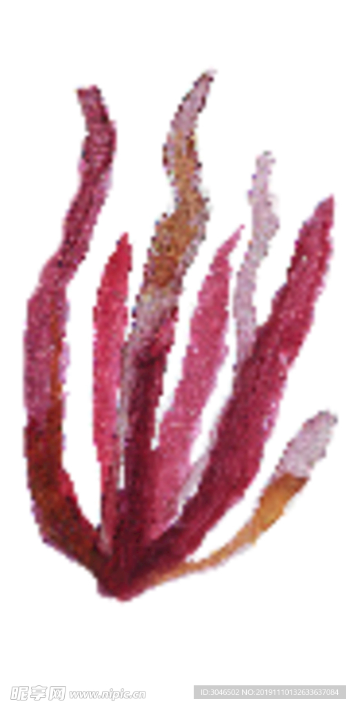 红色水彩珊瑚矢量素材