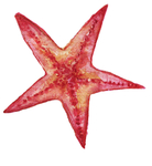 手绘水彩海星矢量素材