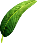 手绘绿色植物叶子