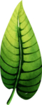 手绘绿色植物叶子