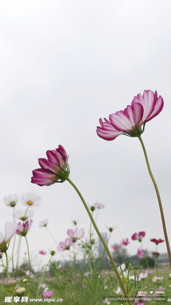 邹菊特写