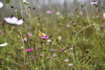 花卉 蝴蝶 野花 花丛 花园