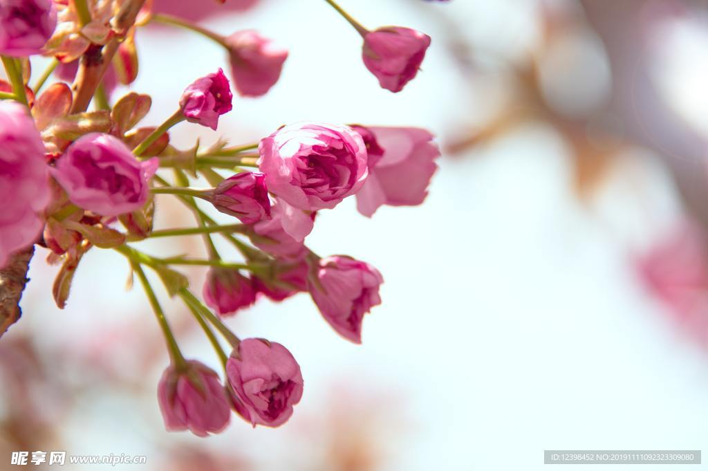 关山樱花