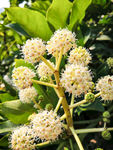 花蕊