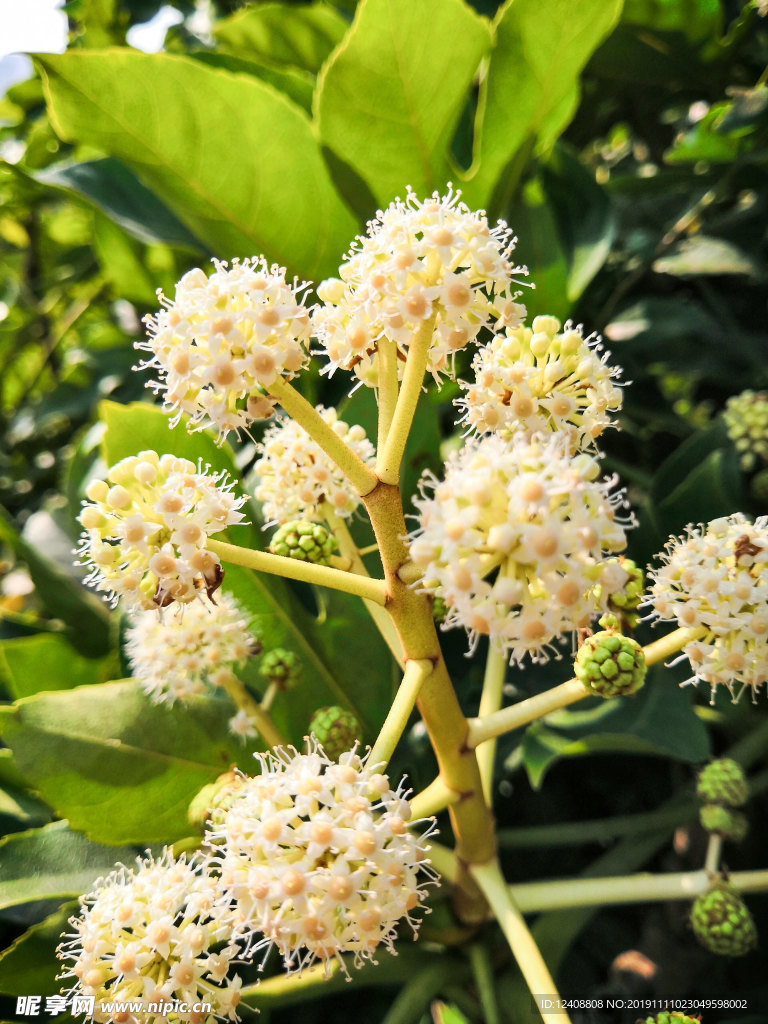 花蕊