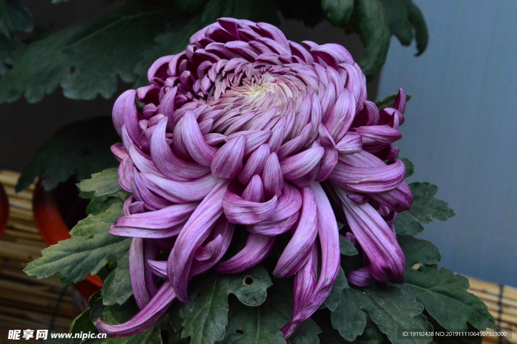 菊花