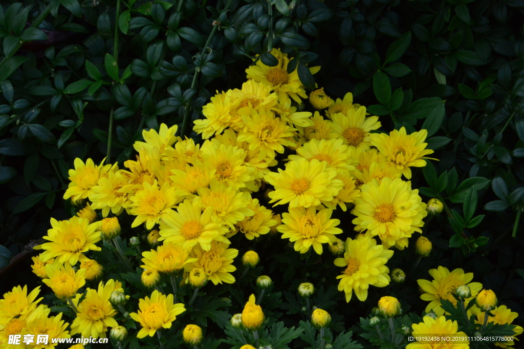 菊花
