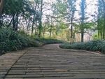 桤木河 湿地公园 小路 成都