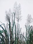 枯草 芦苇 芦苇花 芦叶 巴茅