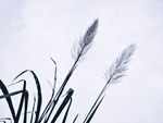 枯草 芦苇 芦苇花 芦叶 巴茅
