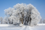大雪覆盖的森林