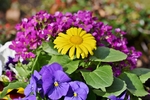 束鲜花