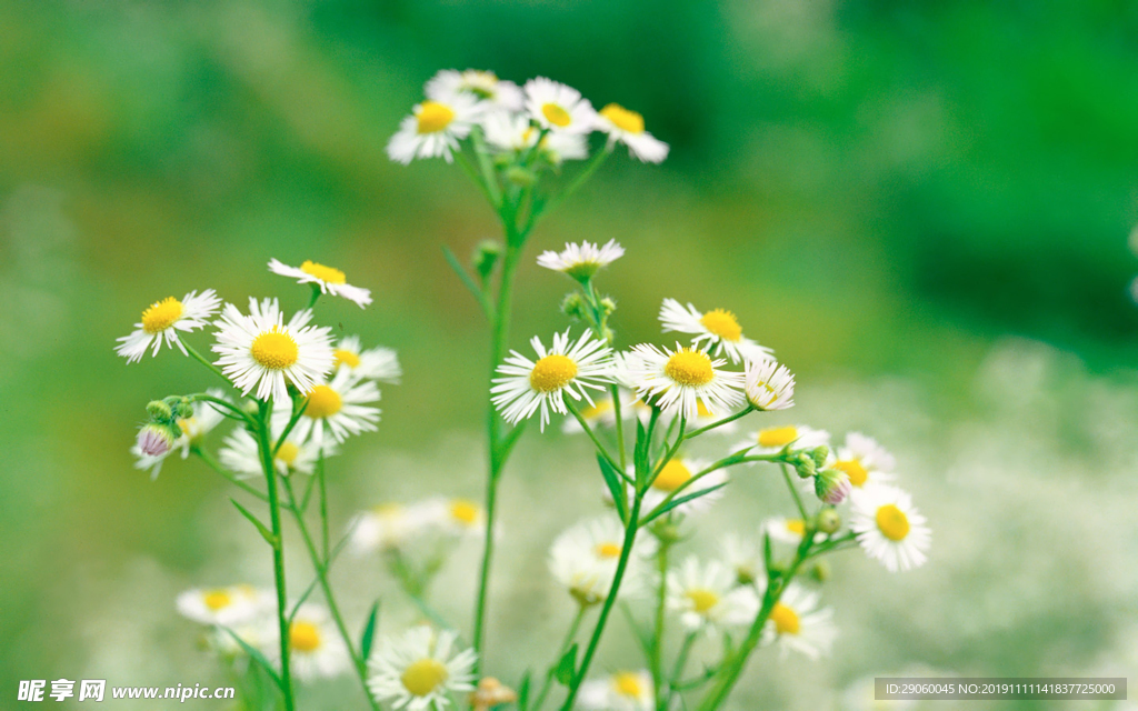 清新小白花