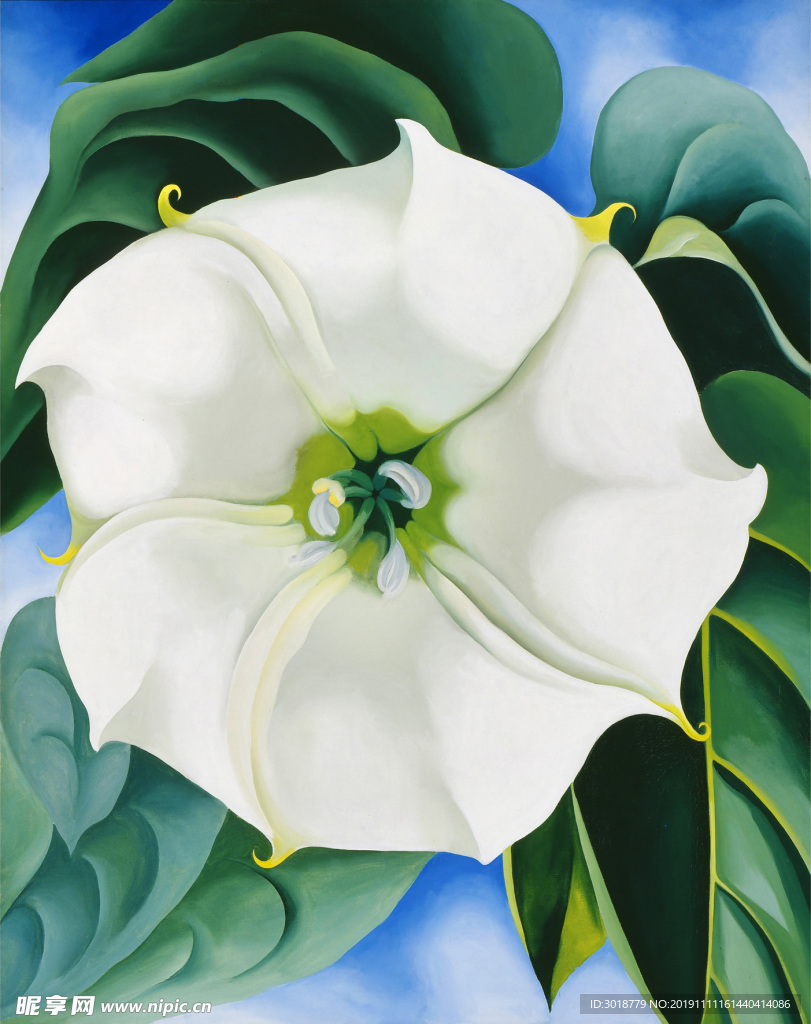 牵牛花