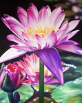 花卉