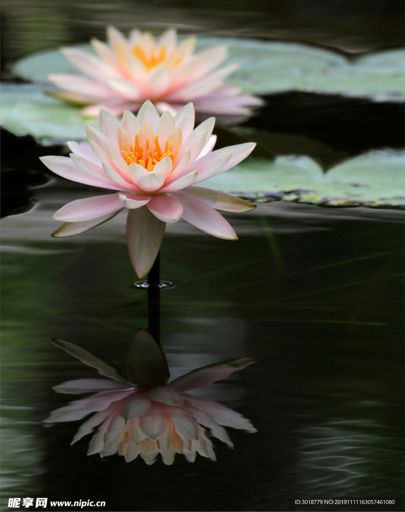荷花