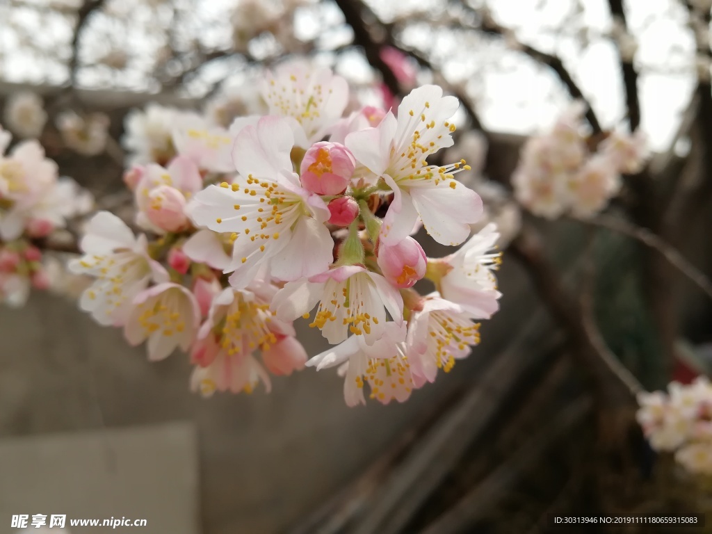 樱桃花